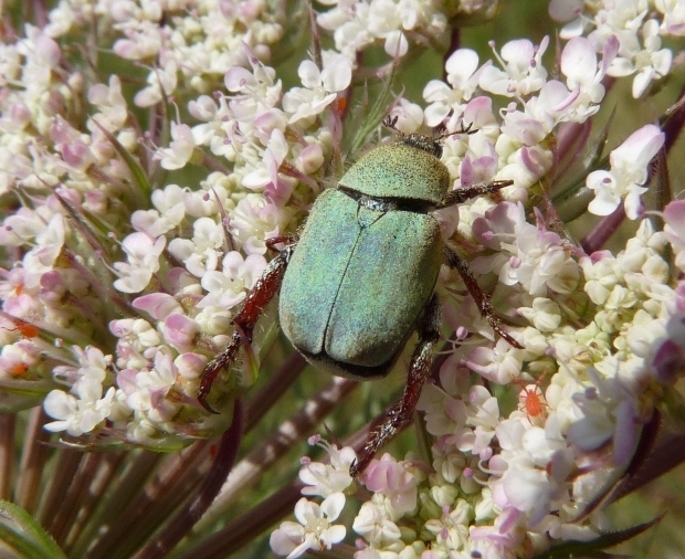 Oplia caerulea? No, Oplia cf. pubicollis